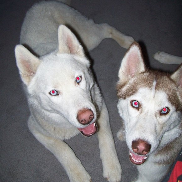 Meet your Posher, Sharon - Picture 3 of 8